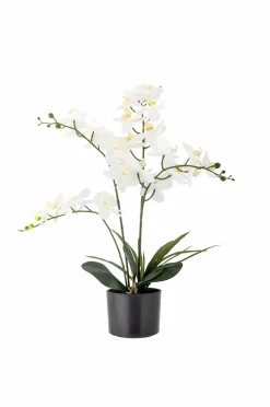Bloomingville Planter & Blomster>Orchid Plante Grøn