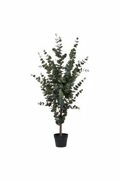 House Nordic Planter & Blomster>Eukalyptustræ Grøn