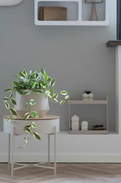 House Nordic Hoya Carnosa Grøn Outlet