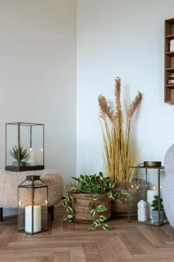 House Nordic Hoya Carnosa Grøn Outlet