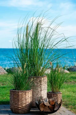 House Nordic Planter & Blomster>Krukke HANOI sæt med 3 Naturlig