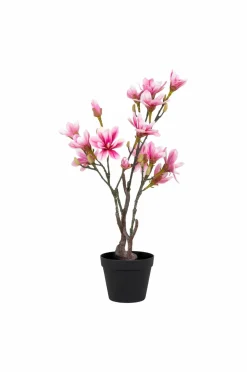 House Nordic Planter & Blomster>Magnoliatræ Grøn, rosa