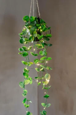 Star Trading Planter & Blomster>Træ Laos 35 Grøn